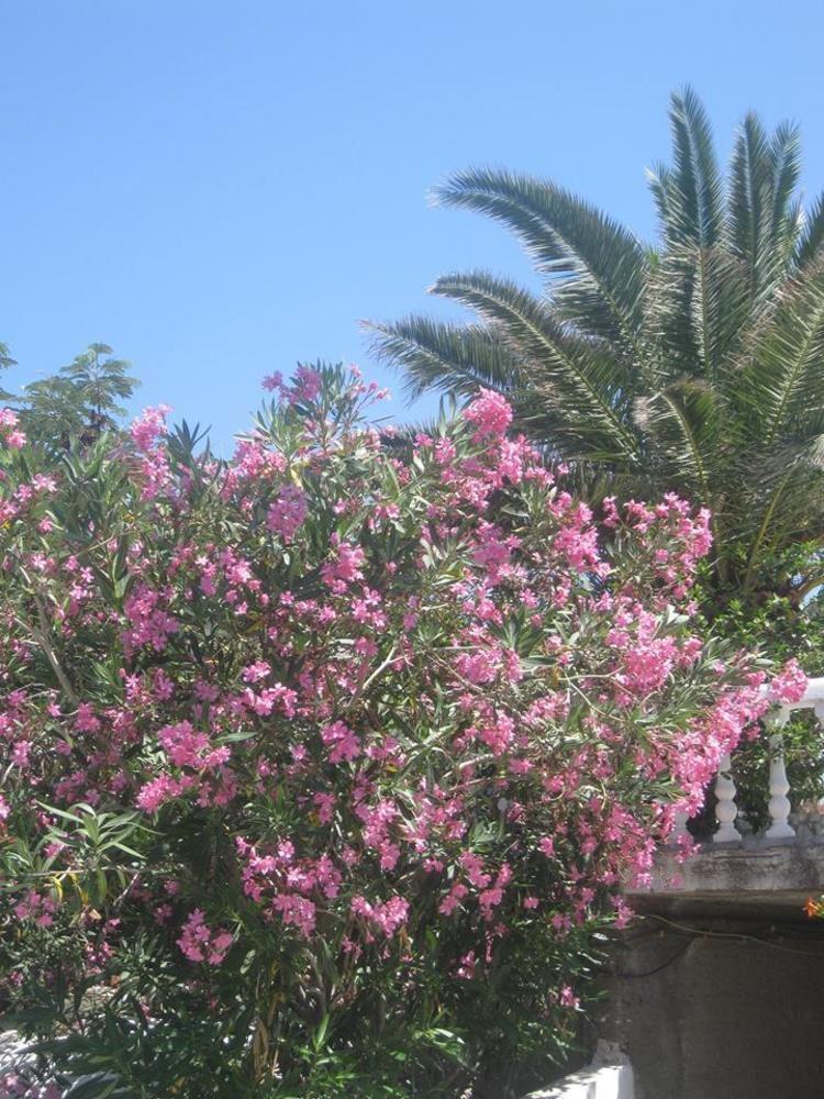 Mandrákion Porfyris Hotel מראה חיצוני תמונה