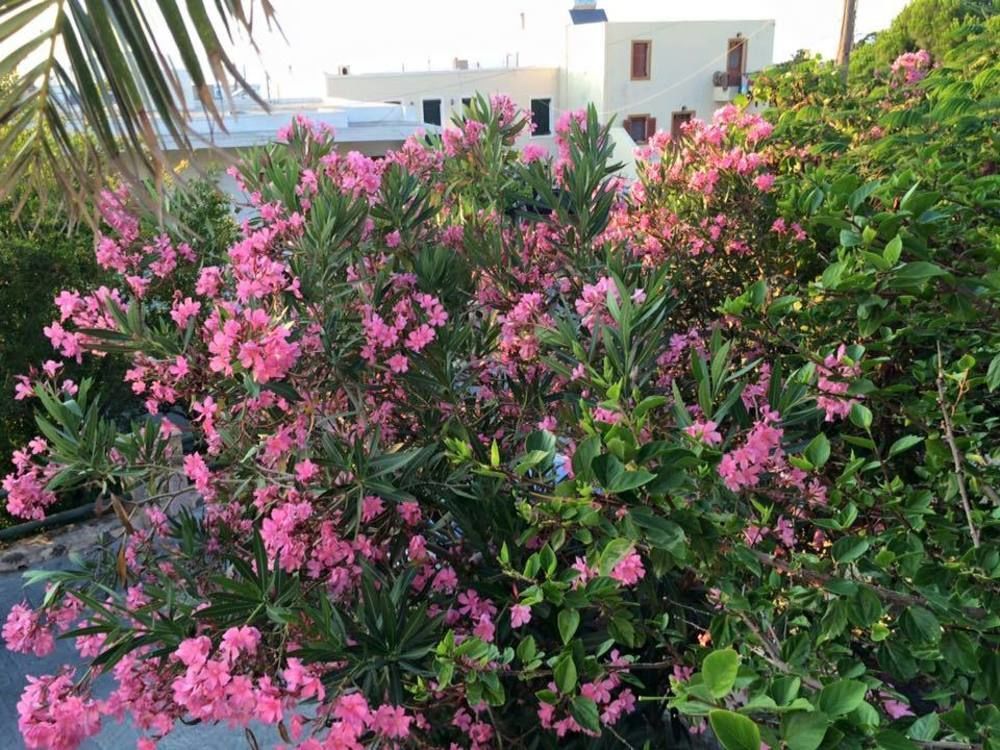 Mandrákion Porfyris Hotel מראה חיצוני תמונה